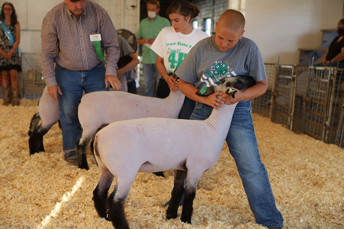 4-h Sheep.JPG